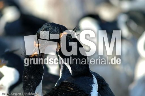 Königskormoran (15 von 19).jpg